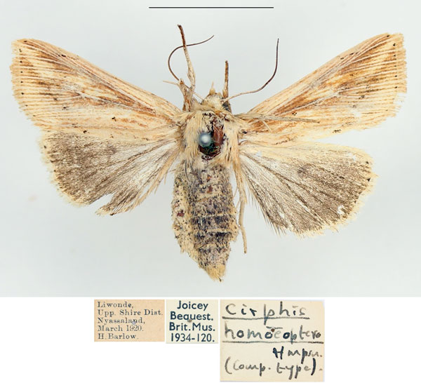 /filer/webapps/moths/media/images/H/homoeoptera_Mythimna_AF_BMNH.jpg