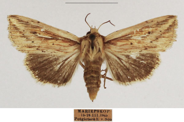 /filer/webapps/moths/media/images/H/homoeoptera_Mythimna_AF_TMSA_01.jpg