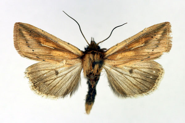 /filer/webapps/moths/media/images/H/homoeoptera_Mythimna_AM_Aulombard.jpg
