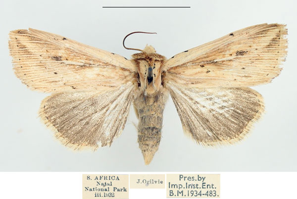 /filer/webapps/moths/media/images/H/homoeoptera_Mythimna_AM_BMNH.jpg
