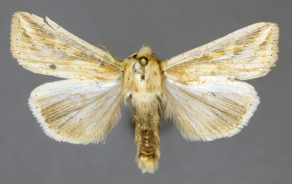 /filer/webapps/moths/media/images/H/homoeoptera_Mythimna_AM_ISEA.jpg