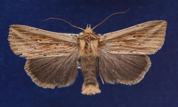 /filer/webapps/moths/media/images/H/homoeoptera_Mythimna_AM_Schellhorn.jpg