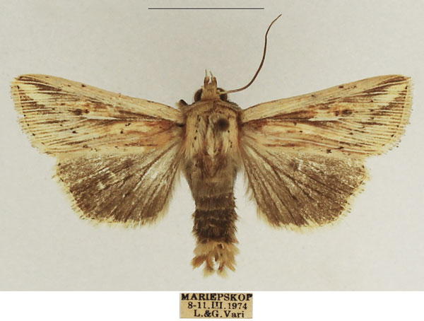 /filer/webapps/moths/media/images/H/homoeoptera_Mythimna_AM_TMSA_01.jpg