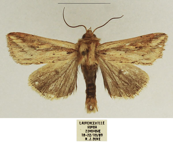 /filer/webapps/moths/media/images/H/homoeoptera_Mythimna_AM_TMSA_02.jpg