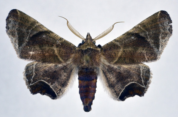 /filer/webapps/moths/media/images/H/homoeosema_Episparis_AM_NHMO.jpg