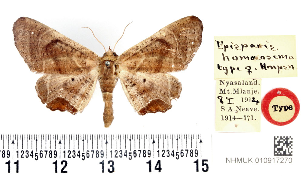 /filer/webapps/moths/media/images/H/homoeosema_Episparis_AT_BMNH.jpg