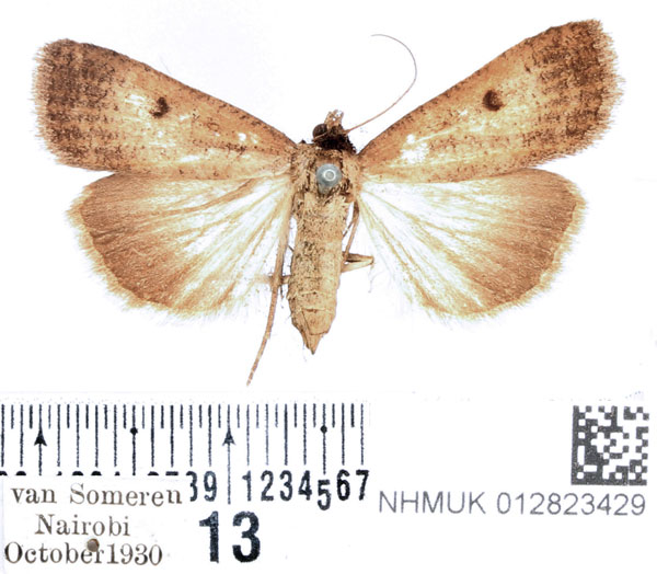 /filer/webapps/moths/media/images/H/homogyna_Tathorhynchus_AF_BMNH_01.jpg