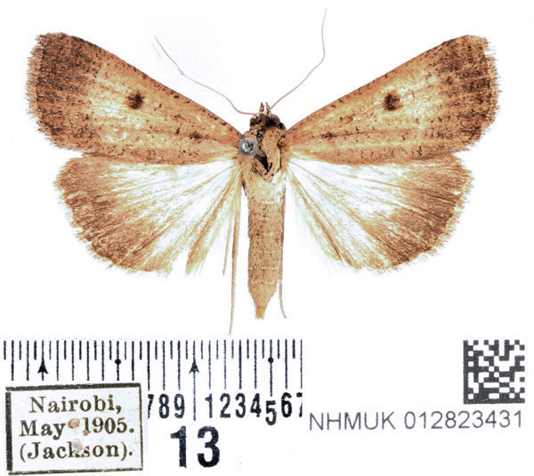 /filer/webapps/moths/media/images/H/homogyna_Tathorhynchus_AF_BMNH_02.jpg