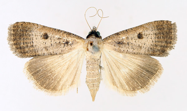 /filer/webapps/moths/media/images/H/homogyna_Tathorhynchus_AF_TMSA_01.jpg