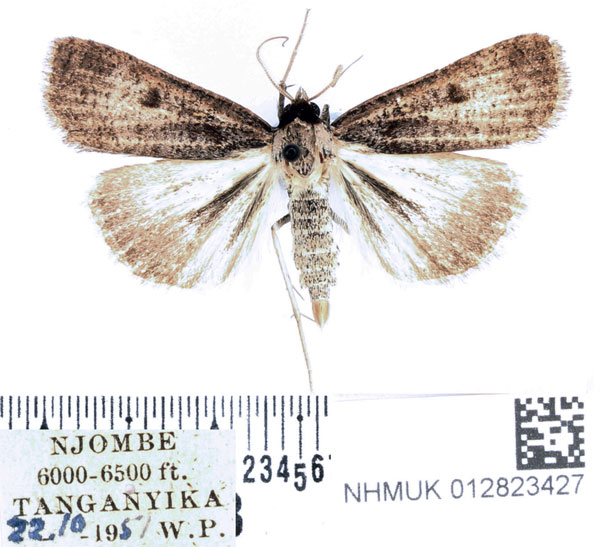 /filer/webapps/moths/media/images/H/homogyna_Tathorhynchus_AM_BMNH.jpg