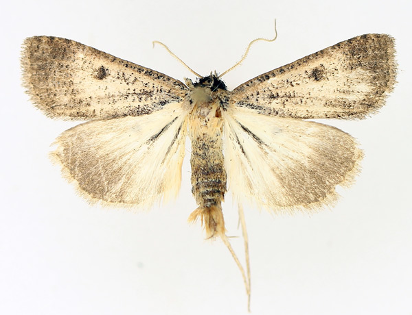 /filer/webapps/moths/media/images/H/homogyna_Tathorhynchus_AM_TMSA_01.jpg