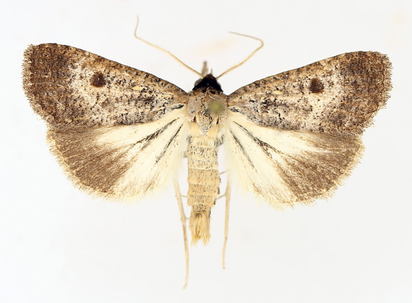 /filer/webapps/moths/media/images/H/homogyna_Tathorhynchus_AM_TMSA_02.jpg