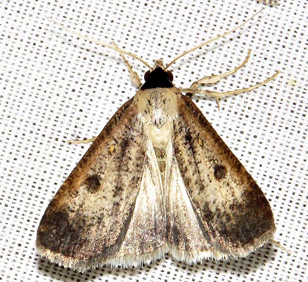 /filer/webapps/moths/media/images/H/homogyna_Tathorhynchus_A_Braun_13.jpg