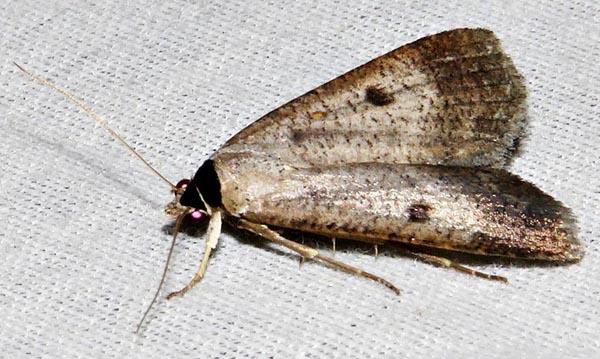 /filer/webapps/moths/media/images/H/homogyna_Tathorhynchus_A_Braun_14.jpg