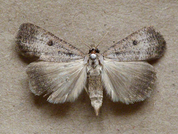 /filer/webapps/moths/media/images/H/homogyna_Tathorhynchus_A_Butler.jpg