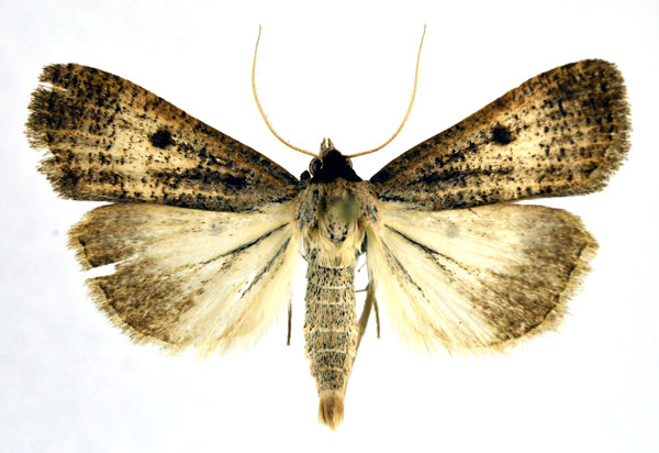 /filer/webapps/moths/media/images/H/homogyna_Tathorhynchus_A_NHMO.jpg