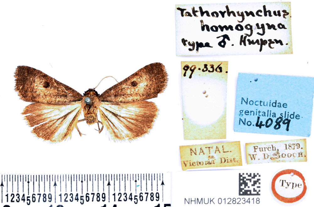 /filer/webapps/moths/media/images/H/homogyna_Tathorhynchus_HT_BMNH.jpg