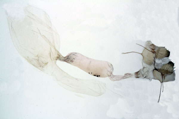 /filer/webapps/moths/media/images/H/homoia_Plusia_GFHT_MNHN_2155.jpg