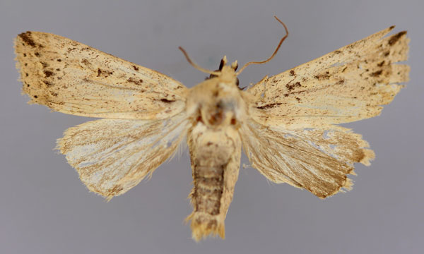 /filer/webapps/moths/media/images/H/homomunda_Hygrostola_A_RMCA_01.jpg