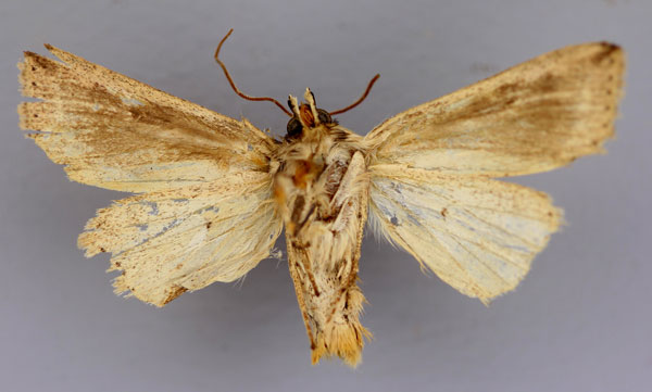 /filer/webapps/moths/media/images/H/homomunda_Hygrostola_A_RMCA_02.jpg