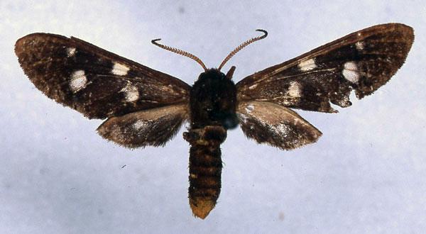 /filer/webapps/moths/media/images/H/homopunctata_Anapisa_HT_ZMHB_01.jpg