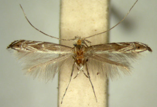 /filer/webapps/moths/media/images/H/homostola_Epicephala_HT_TMSA5681.jpg