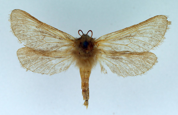/filer/webapps/moths/media/images/H/homostola_Eudalaca_AF_TMSA.jpg