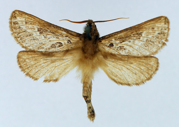 /filer/webapps/moths/media/images/H/homoterma_Eudalaca_AF_TMSA.jpg
