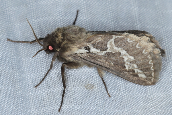 /filer/webapps/moths/media/images/H/homoterma_Eudalaca_A_Heyns_01.JPG