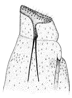/filer/webapps/moths/media/images/H/homotropha_Porphyrosela_GF_DePrins.jpg