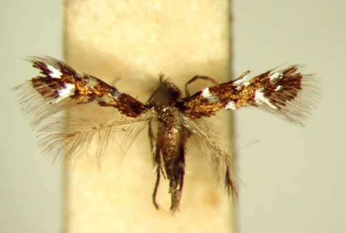 /filer/webapps/moths/media/images/H/homotropha_Porphyrosela_PT_TMSA4786.jpg