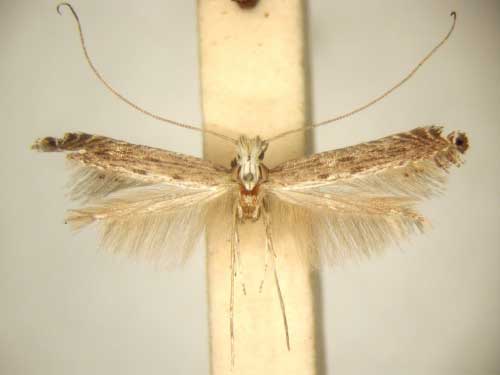 /filer/webapps/moths/media/images/H/homotypa_Pleiomorpha_PT_TMSA6100.jpg