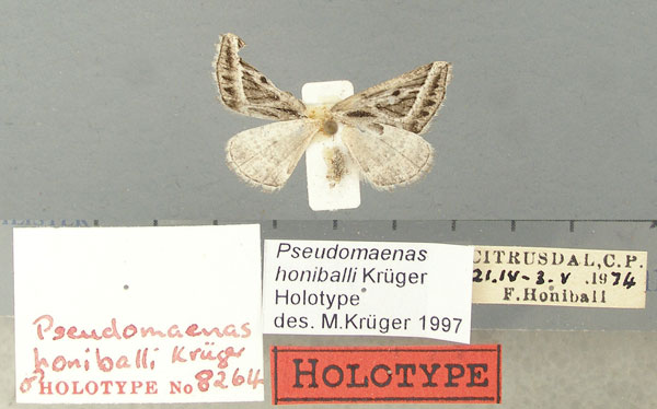 /filer/webapps/moths/media/images/H/honiballi_Pseudomaenas_HT_TMSA.jpg