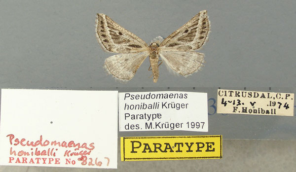 /filer/webapps/moths/media/images/H/honiballi_Pseudomaenas_PT_TMSA.jpg
