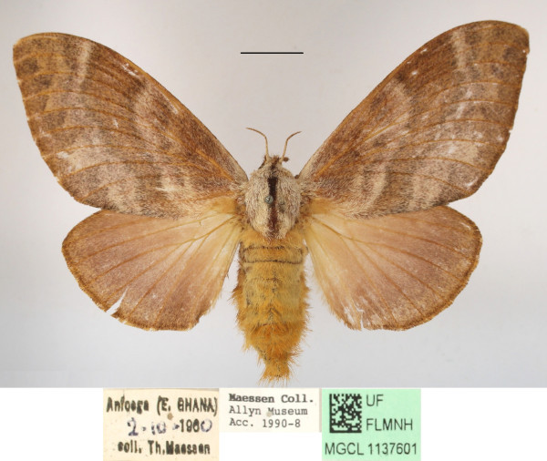 /filer/webapps/moths/media/images/H/honrathi_Pachytrina_AF_MGCLa_01.JPG