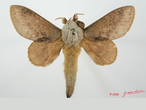 /filer/webapps/moths/media/images/H/honrathii_Pachytrina_AM_Alberta_01.jpg