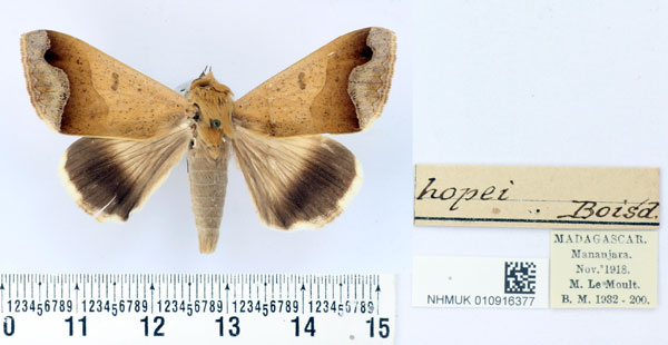/filer/webapps/moths/media/images/H/hopei_Ophiusa_AM_BMNH.jpg