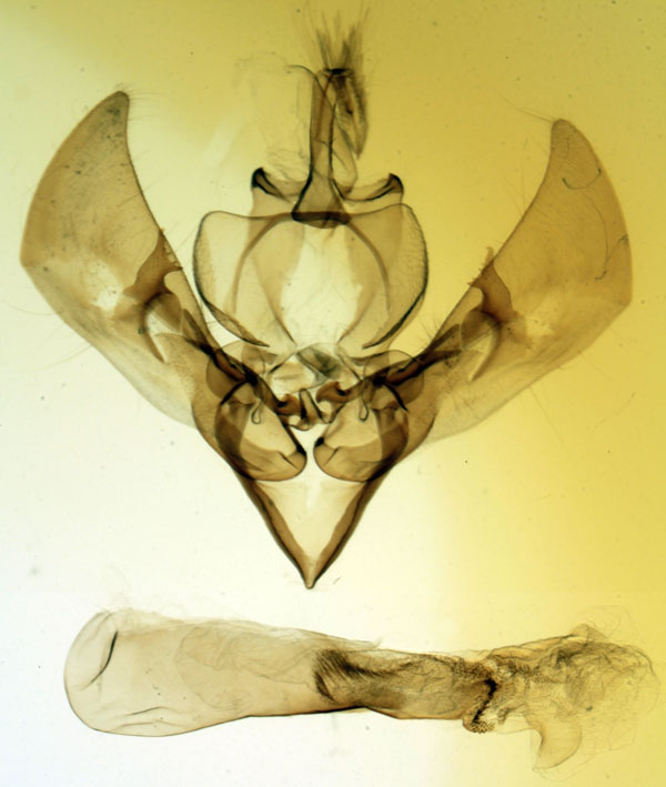 /filer/webapps/moths/media/images/H/hoplista_Eutamsia_GMHT_MNHN_3521.jpg
