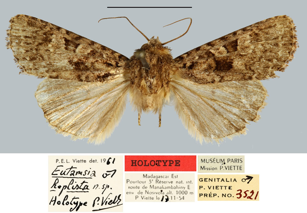 /filer/webapps/moths/media/images/H/hoplista_Eutamsia_HT_MNHN.jpg