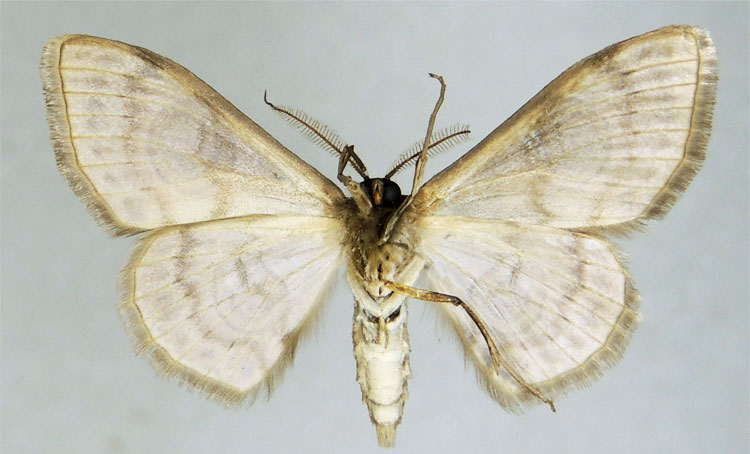 /filer/webapps/moths/media/images/H/hoppei_Problepsis_HT_ZSMb.jpg