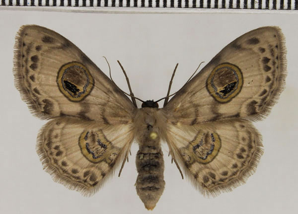 /filer/webapps/moths/media/images/H/hoppei_Problepsis_PT_Stadie.jpg