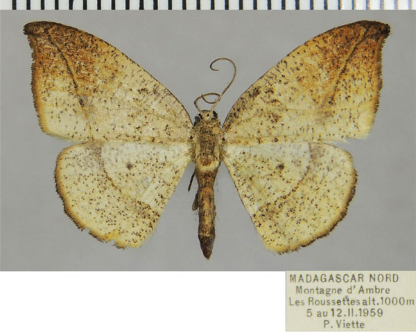 /filer/webapps/moths/media/images/H/horaria_Milocera_AF_ZSM.jpg