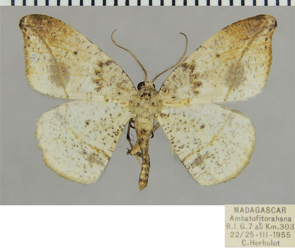/filer/webapps/moths/media/images/H/horaria_Milocera_AM_ZSMa.jpg