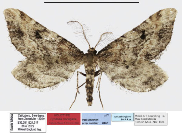 /filer/webapps/moths/media/images/H/horingaria_Fynbosia_HT_TMSAa.jpg
