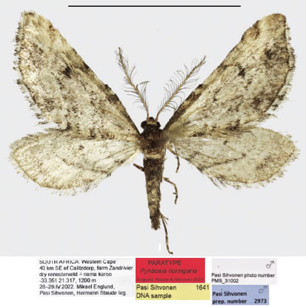 /filer/webapps/moths/media/images/H/horingaria_Fynbosia_PTM_Englund.jpg