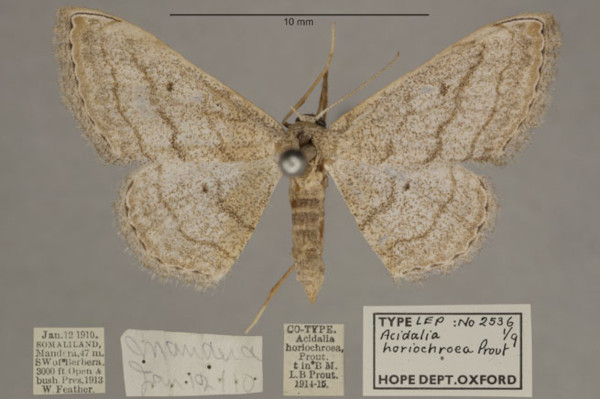/filer/webapps/moths/media/images/H/horiochroea_Scopula_PT_OUMNHa_01.jpg
