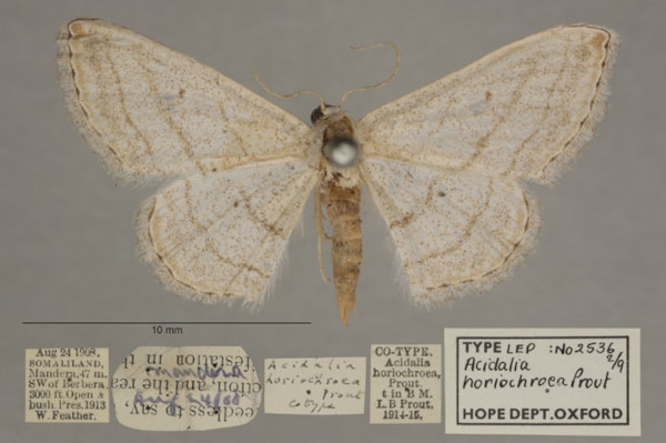 /filer/webapps/moths/media/images/H/horiochroea_Scopula_PT_OUMNHa_02.jpg