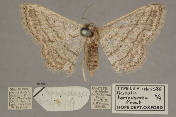 /filer/webapps/moths/media/images/H/horiochroea_Scopula_PT_OUMNHa_03.jpg