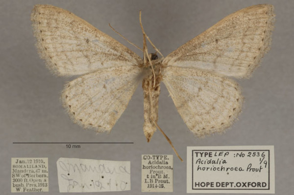 /filer/webapps/moths/media/images/H/horiochroea_Scopula_PT_OUMNHb_01.jpg