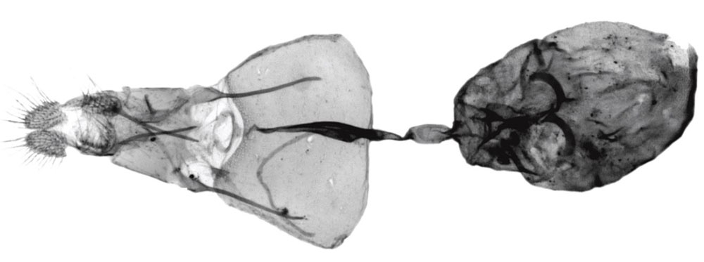/filer/webapps/moths/media/images/H/horisma_Fulcrifera_GFHT_USNM.jpg